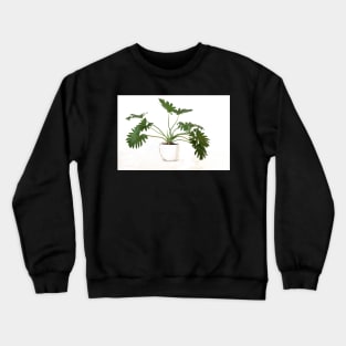 Philodendron bipinnatifidum pot plant with leaves in casual minimalist fashion Crewneck Sweatshirt